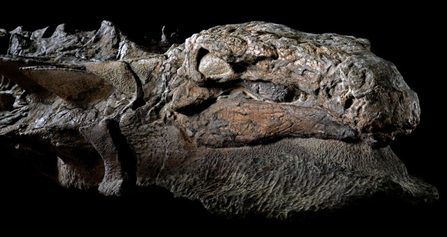 Canada Unveils 'Dinosaur Mummy' Found With Skin And Gut Contents Intact