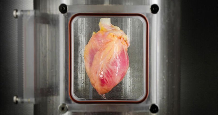 Scientists Grow Beating Human Heart From Stem Cells