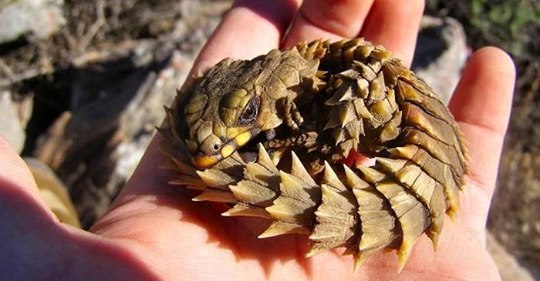 Meet The Armadillo Lizard: Planet Earth’s Real-Life Mini-Dragon