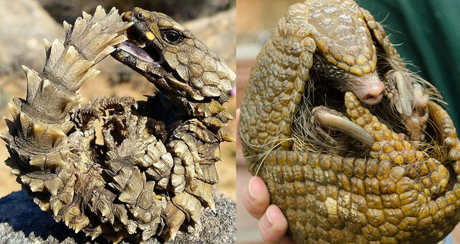 armadillo lizard lifespan