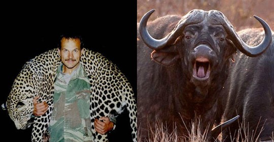 Trophy Hunter Fatally Gored In Groin By Herd Mate Of Buffalo He’d Just Killed