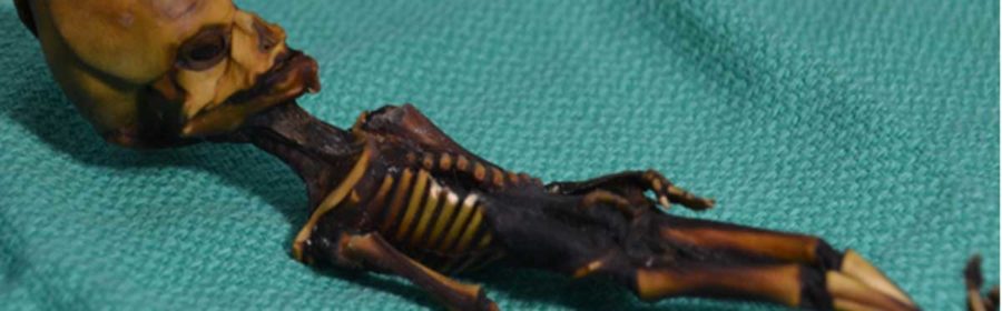 No, It's Not an Alien — Here's What That Tiny, Pointy-Headed Skeleton Really Is