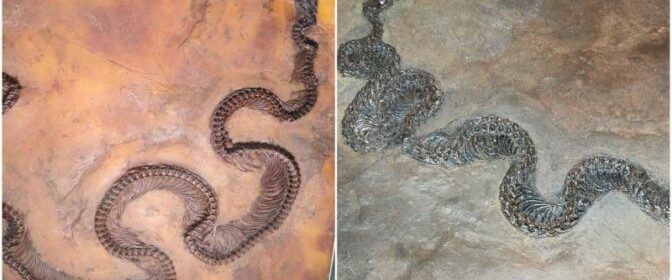 This 48-Million-Year-Old Fossil Has an Insect Inside a Lizard Inside a Snake