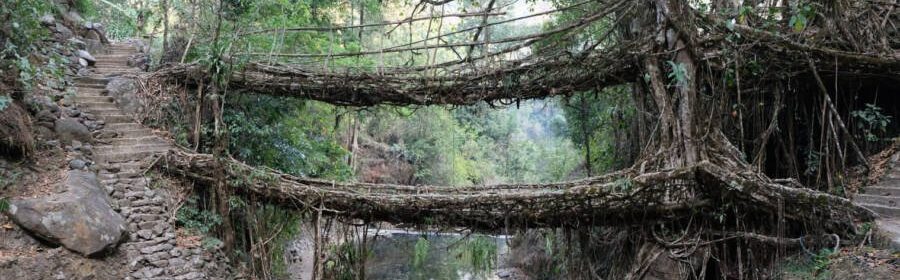 India’s Living Root Bridges Could Be The Future of Green Design