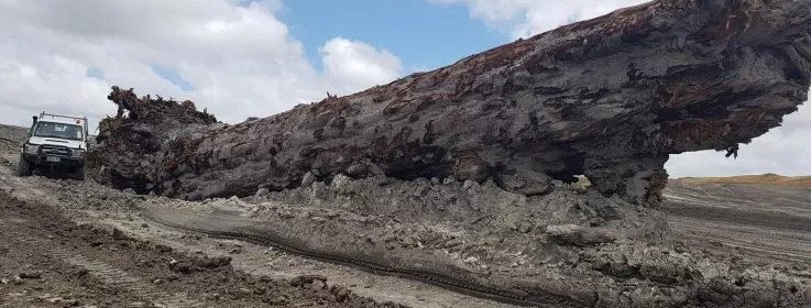 Massive 60-tonne log over 40,000 years old is found buried underneath a New Zealand swamp - and it could help explain one of Earth’s biggest mysteries