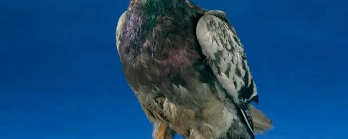 The Heartwarming Story Of Cher Ami, The Pigeon Who Saved 200 American Soldiers