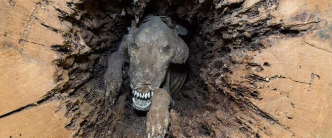 THE DOG WHO GOT MUMMIFIED INSIDE A TREE TRUNK