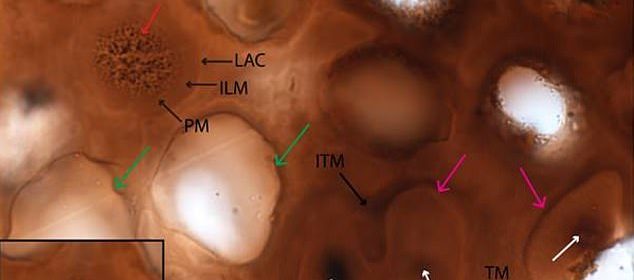 Dinosaur DNA Found Remarkably Preserved in 75 Million Year-Old Fossil