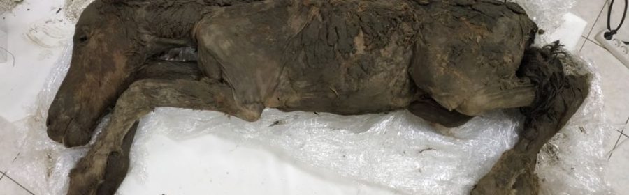 42,000-Year-Old Foal Entombed in Ice Still Had Liquid Blood in Its Veins