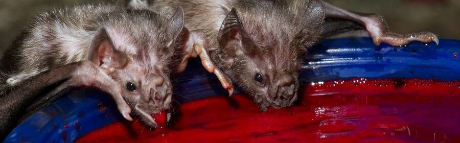 Vampire Bats "French Kiss" With Mouthfuls Of Blood To Develop Social Bonds