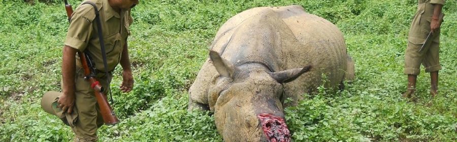 Kaziranga: The park that shoots people to protect rhinos