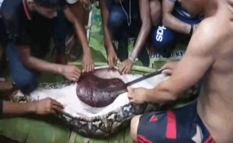 Woman swallowed whole by a 23-foot python in Indonesia | Most