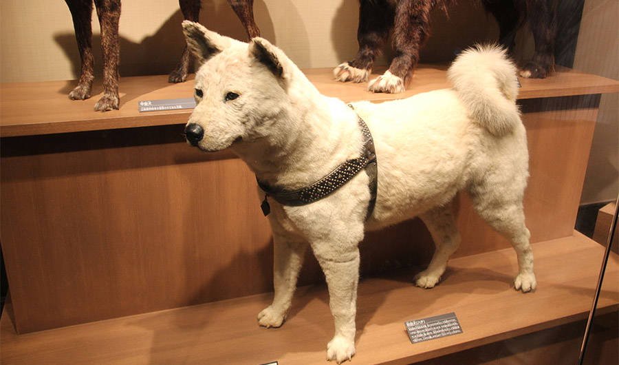 The Amazing And True Story Of Hachiko The Dog Most Interesting Things
