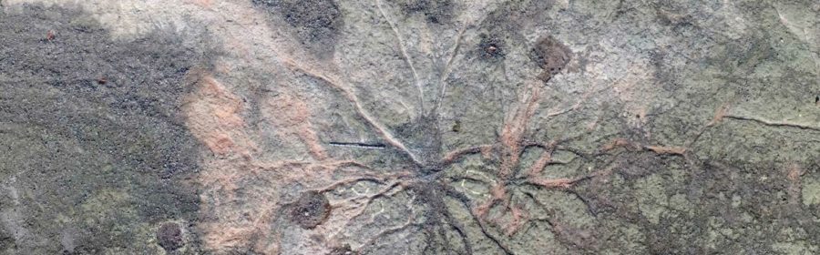 The World’s Oldest Fossil Trees Have Been Discovered in New York