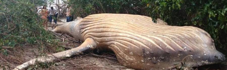 Humpback Whale Carcass Mysteriously Discovered In The Amazon Jungle