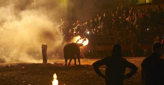 Bull Kills Self After Partygoers Set Its Horns Ablaze