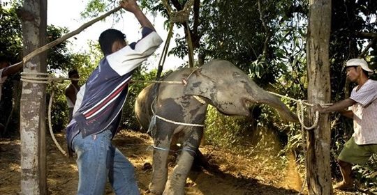 Baby Elephants Are Captured And Tortured In South East Asia — So Tourists Can Ride