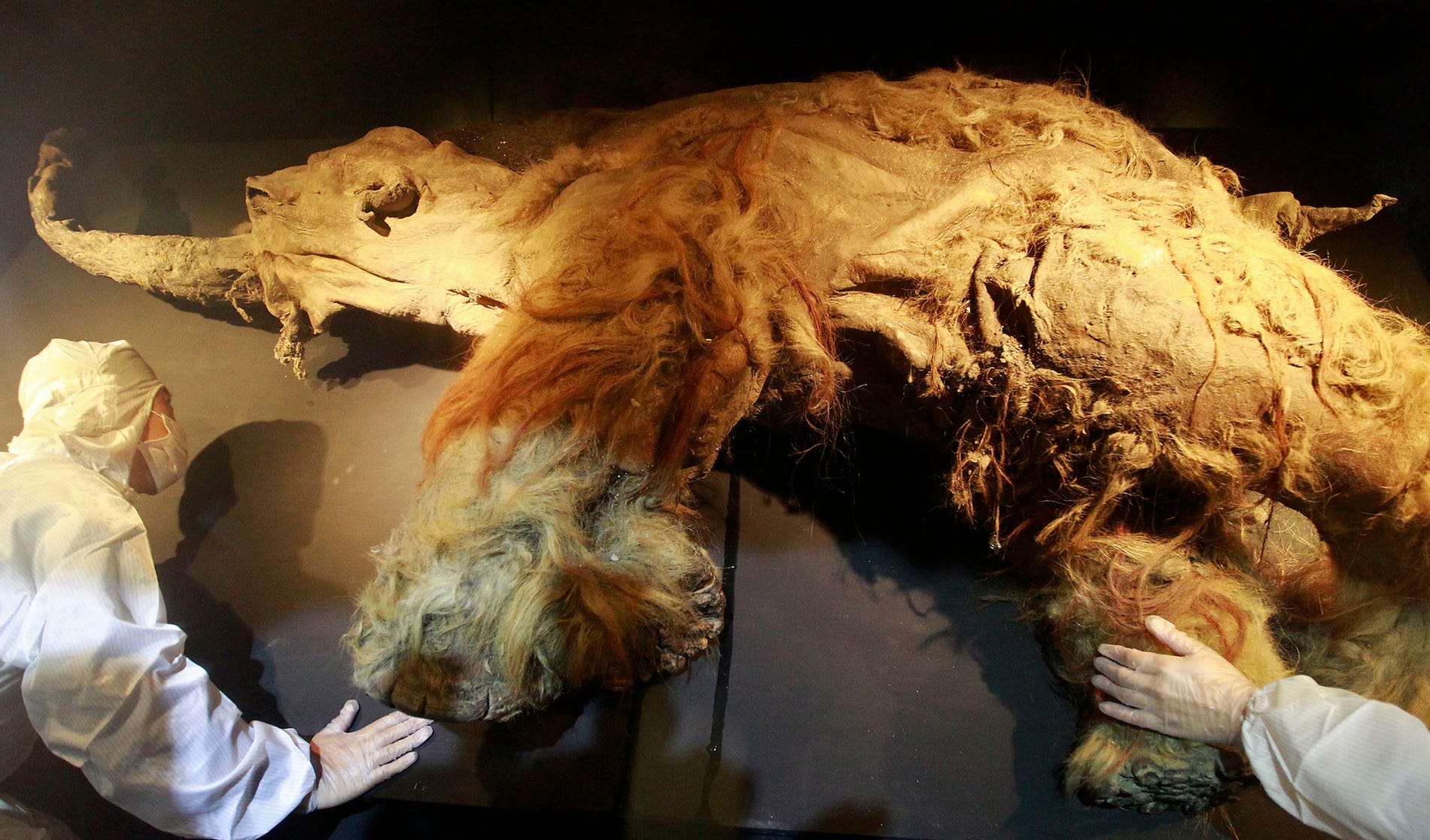 mammoth mummy alaska gold mines with bones
