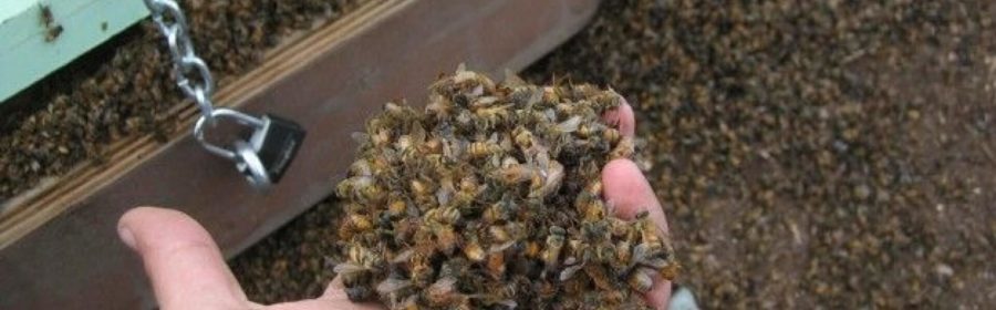 Half A Billion Bees Dead After Exposure To “Highly Toxic” Pesticides In Brazil