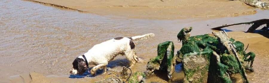 WWII aircraft buried by sand discovered on English beach after 76 years