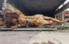 A single tree trunk has been transformed into a giant lion called the Oriental Lion, which carries 20 people for over three years.