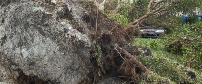 Toppled Trees in Florida Reveal 19th-Century Fort where 270 escaped slaves died