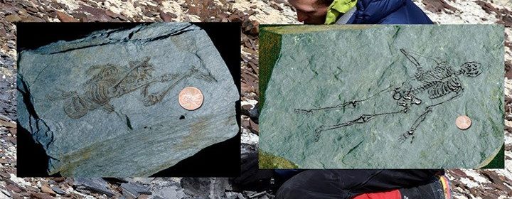 600 million-year-old fossils of tiny humanoids found in Antarctica
