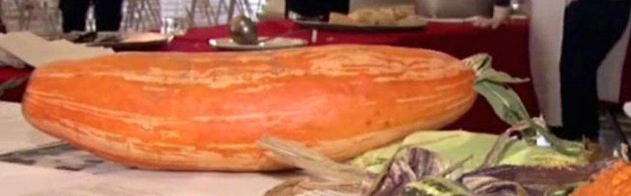 Extinct Squash Revived from Seeds Stored for 800 Years in a Clay Pot