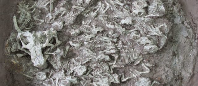 Palaeontologists Analyze Possible Dinosaur Nest, Young ‘Babysitter’