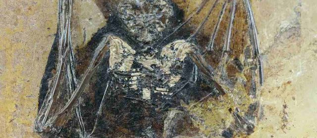 Giant extinct burrowing bat discovered in New Zealand
