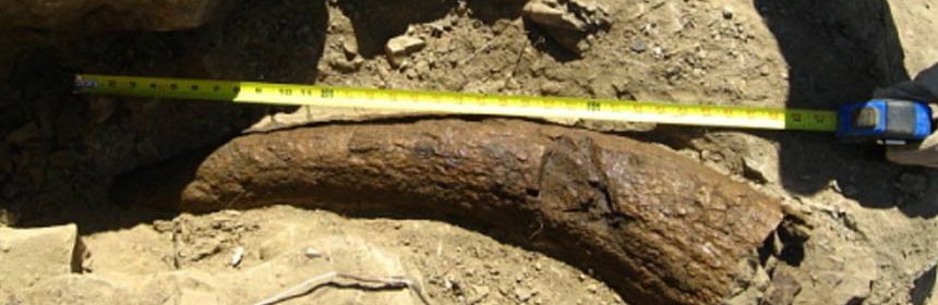 Did humans walk the Earth with Dinosaurs? Triceratops horn dated to 33,500 years