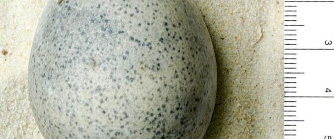 Archaeologists discovered 1,700-year-old Roman eggs