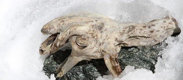 400-year-old mummified goat found frozen in Alps by champion skier