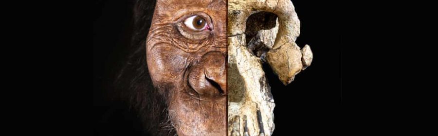 A 3.8-Million-Year-Old Skull Puts a New Face on a Little-Known Human Ancestor