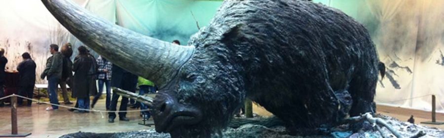 'Siberian unicorn' walked Earth with humans