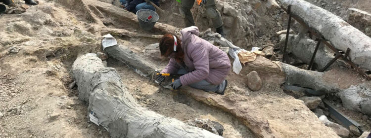Entire Fossilized Tree Discovered Intact on Greece’s Lesvos Island