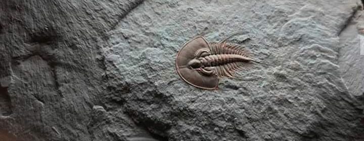 A perfectly preserved 500 million years old Trilobite fossil.
