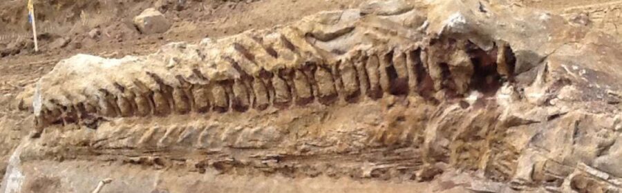 Massive dinosaur fossil unearthed by Alberta pipeline crew