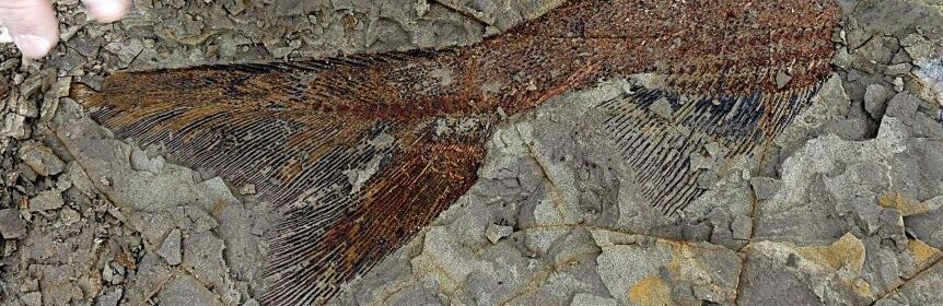 ‘The day the dinosaurs died’: Fossilized snapshot of mass death found on North Dakota ranch