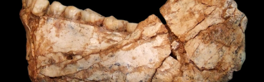 300,000-year-old “early Homo sapiens” sparks debate over evolution