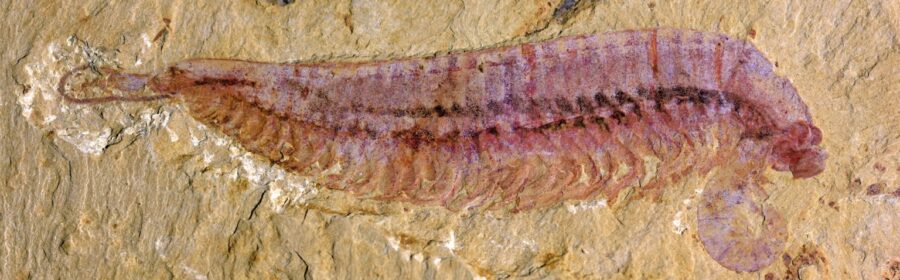 A five-eyed fossil shrimp that lived 520 million years ago, discovered by scientists