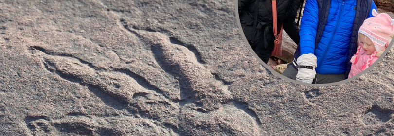 Perfect 215-million-year-old dinosaur print found by girl, 4, on Welsh beach