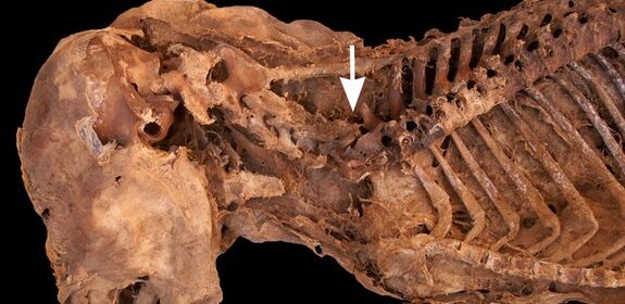 Egyptian dog mummy infested with bloodsucking parasites