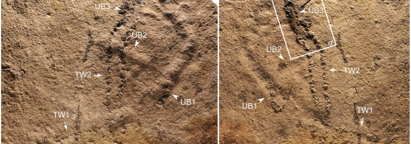 Oldest Footprints Show When Life On Earth Got Legs