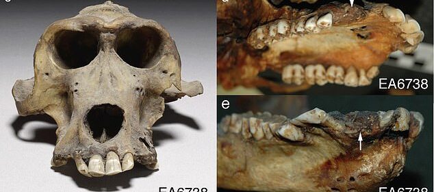 3300-year-old baboon skull may tell of mysterious ancient kingdom