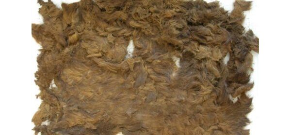 4,000-year-old pelt found in princess grave reveals bears roamed Dartmoor, England