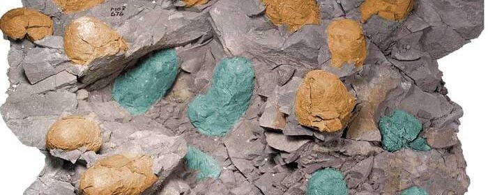 Palaeontologists Find Remains of Oviraptorid Dinosaur and Embryo-Bearing Egg Clutch