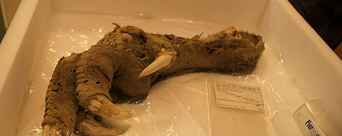 Archaeologists Find 3,300-Year-Old Claw Of A Bird That Went Extinct 700 Years Ago