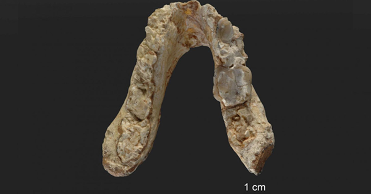 A 7.2 million-Year-Old Pre-Human Fossil Suggests Mankind Arose in ...