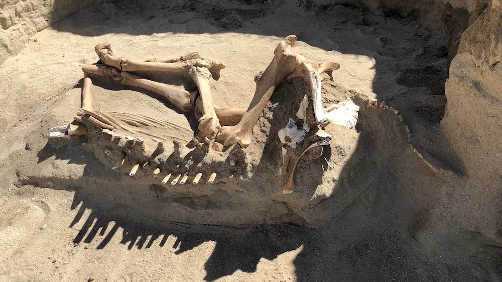 16,000-yr-old Ice Age Horse Found During Utah Family’s Backyard Renovation